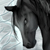 Horse Snow